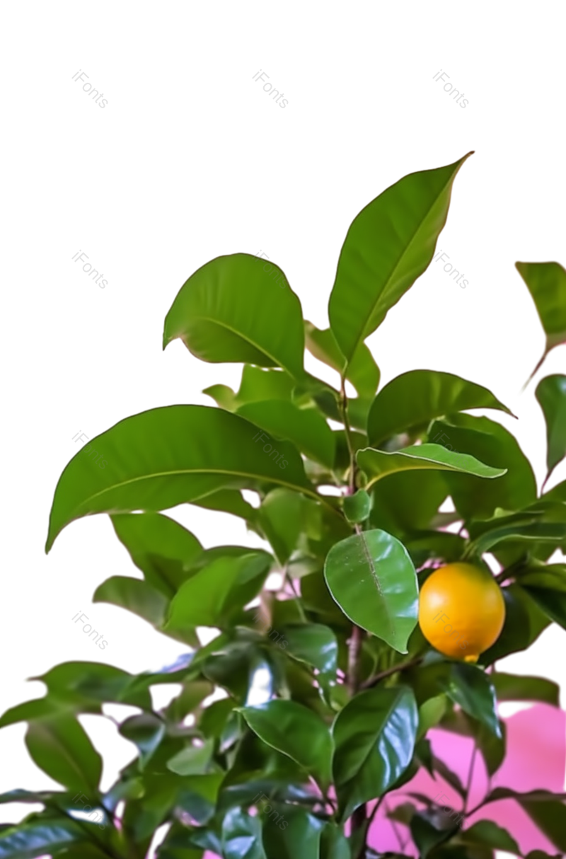 叶子图片,清新元素,健康食物PNG,摄影免抠素材